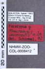 Etikette zu Procraerus auricollis (Schimmel, 1999) (NHMW-ZOO-COL-0008412)